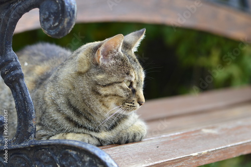 gato callejero tumbado en un banco