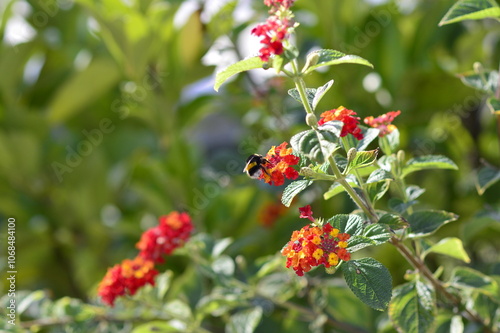 abeja recolectando polen de las hojas