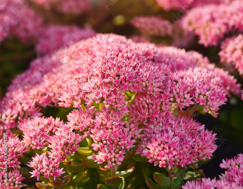 Close up view of pink sedum spectabile (Sempervivum spectabile)