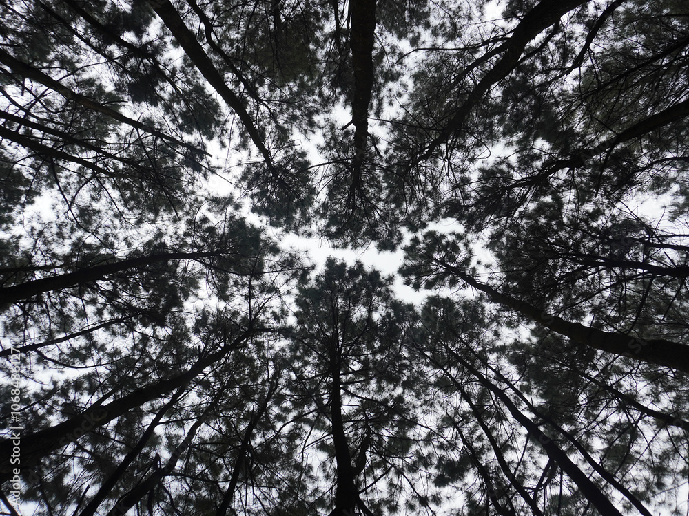 Fototapeta premium Pine tree view from below
