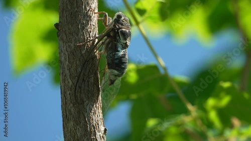 A cicada sits on a tree at summer, closeup shot. Singing loudly to call the female. Intense buzzing of cicadas. Cicada Lyristes plebejus. Selective focus photo