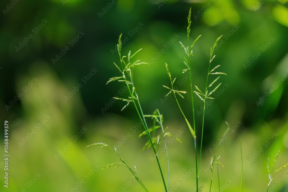 Green grass is growing wild in nature with blurred background Green grass is growing wild in nature with blurred background