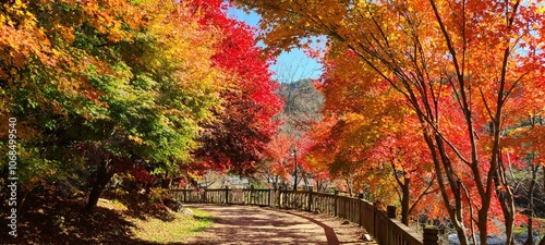 The beautiful Maple Tree Trail in autumn 
