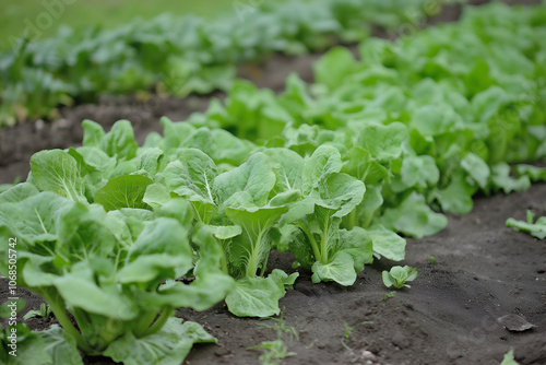 Fresh green Chinese cabbage field, Bok choy or Pak choi.