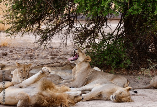 Yawing lion sitting under tree with its pride photo