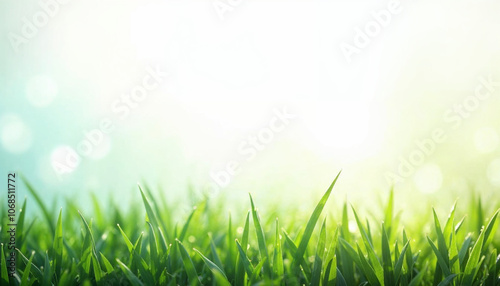 grass and flowers for graphics resources element, transparent or white background with copy space