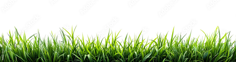 grass and flowers for graphics resources element, transparent or white background with copy space grass and flowers for graphics resources element, transparent or white background with copy space