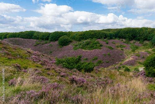 Blooming Heather plants in Rebild Bakker in Denmark