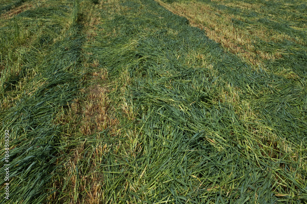 Freshly Cut Grass Field with Visible Track Lines in Rural Landscape. Rural life, agricultural practices, and the beginning stages of hay or silage production. High quality photography Freshly Cut Grass Field with Visible Track Lines in Rural Landscape. Rural life, agricultural practices, and the beginning stages of hay or silage production. High quality photography
