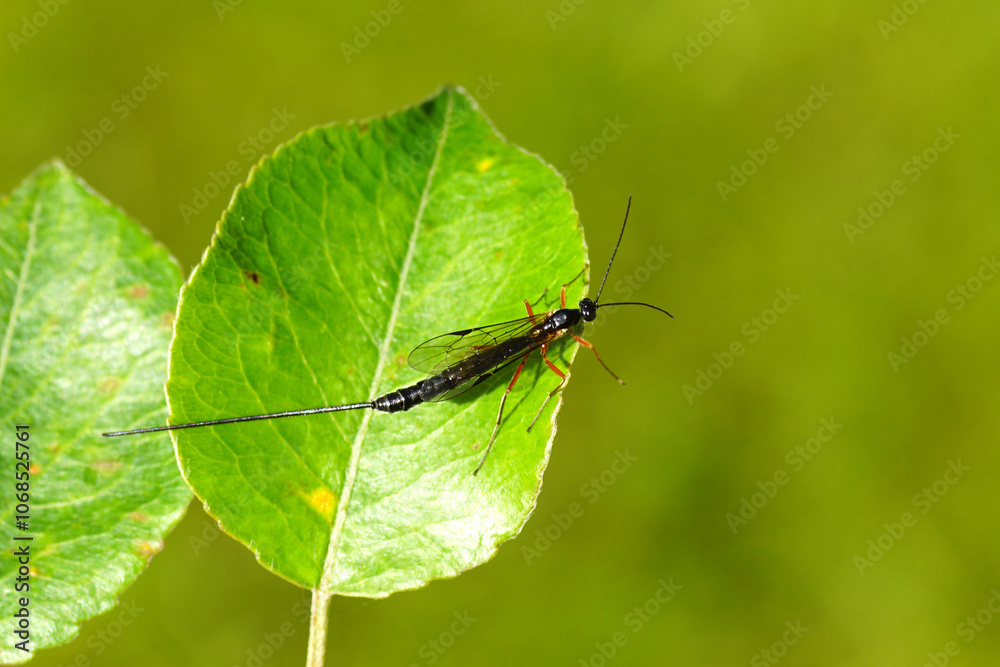Female Ichneumon wasp with a long ovipositor on a pear leaf. Dolichomitus-complex, subfamily Pimplinae, family Ichneumonidae. Summer, Netherlands Female Ichneumon wasp with a long ovipositor on a pear leaf. Dolichomitus-complex, subfamily Pimplinae, family Ichneumonidae. Summer, Netherlands