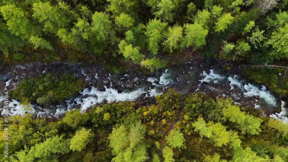 a stormy mountain river in a green forest in the Altai mountains a stormy mountain river in a green forest in the Altai mountains
