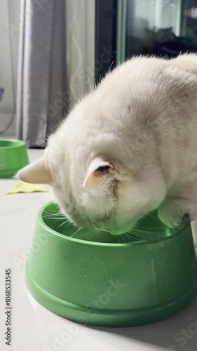 Cat eating food in green bowl