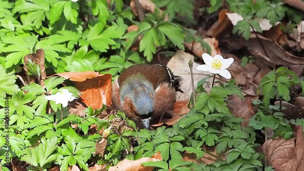 chaffinch searches for food among fallen leaves in spring, slow motion chaffinch searches for food among fallen leaves in spring, slow motion
