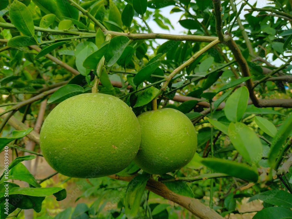 Close-up of Green Grapefruit Growing on a Tree Branch Close-up of Green Grapefruit Growing on a Tree Branch