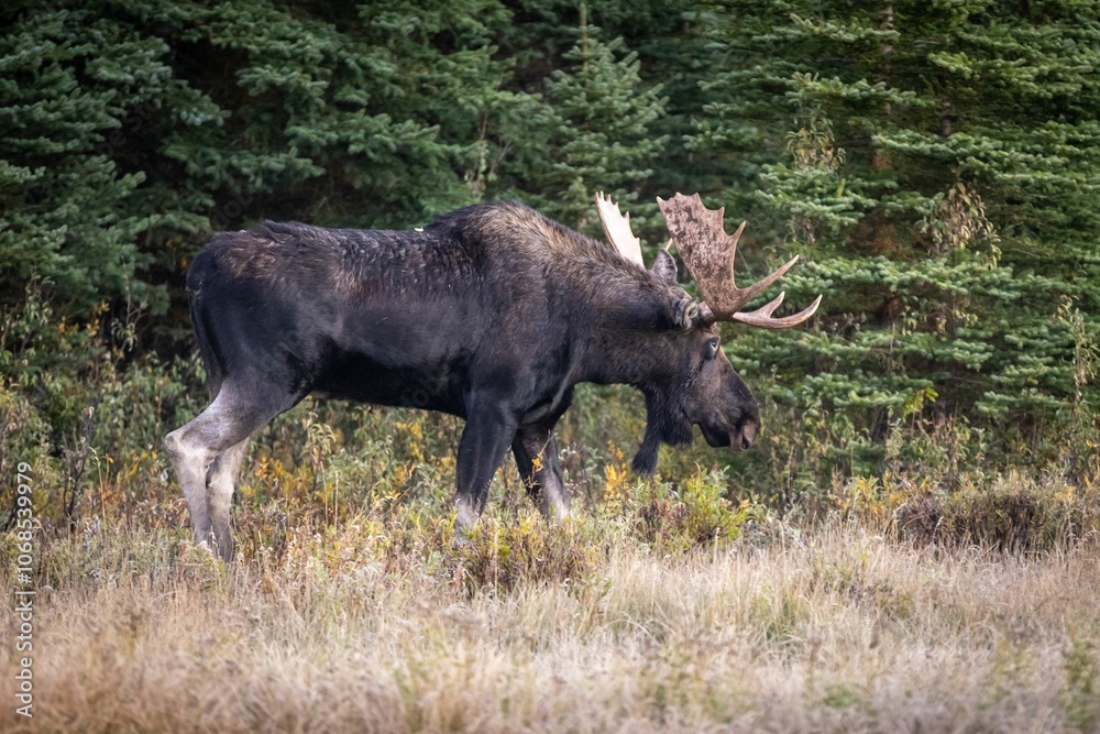 Moose at Schwabacher Landing in Grand Teton National Park