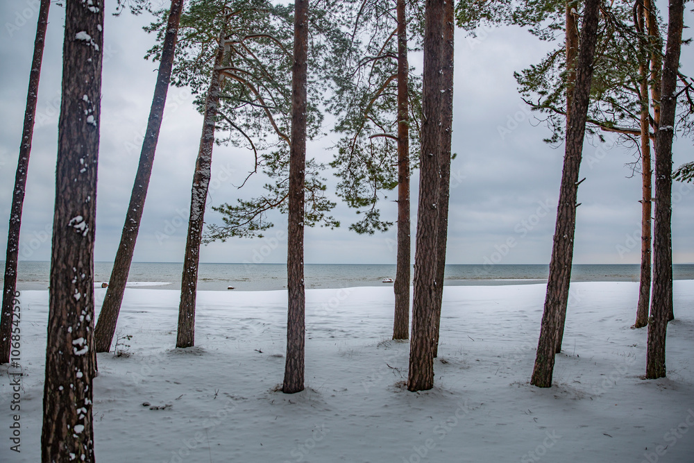 forest covered with snow. winter morning by the sea forest covered with snow. winter morning by the sea