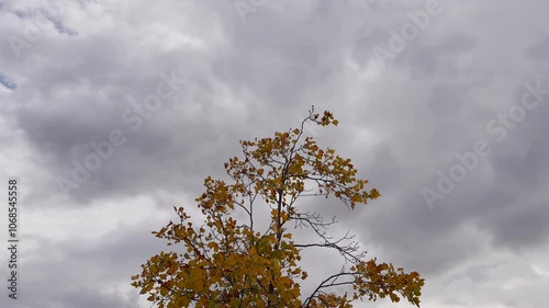 In autumn, when yellow leaves fall from the trees and swaying in the wind. photo