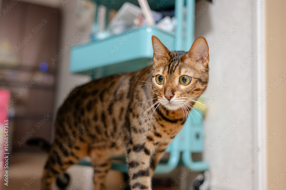 無邪気な猫（ベンガルキャット）