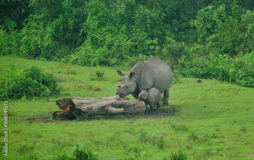Rhino calf with mother