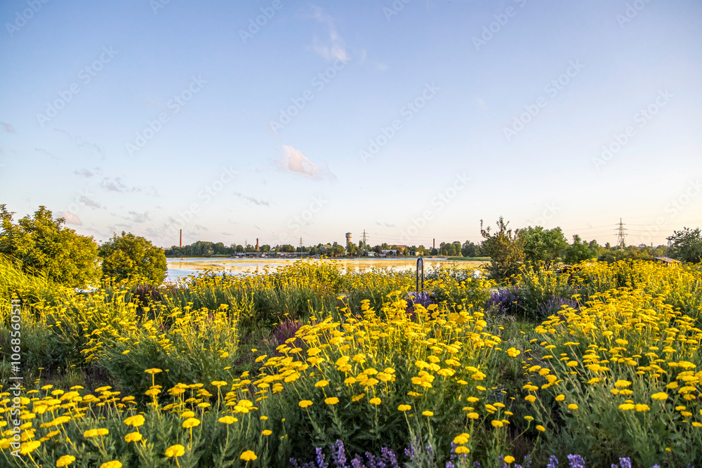 Obraz premium Recreational area of Liepaja lake Yellow and purple flowers over blue sky