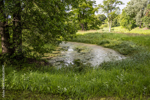 Overgrown Pond with Weeds and grass photo