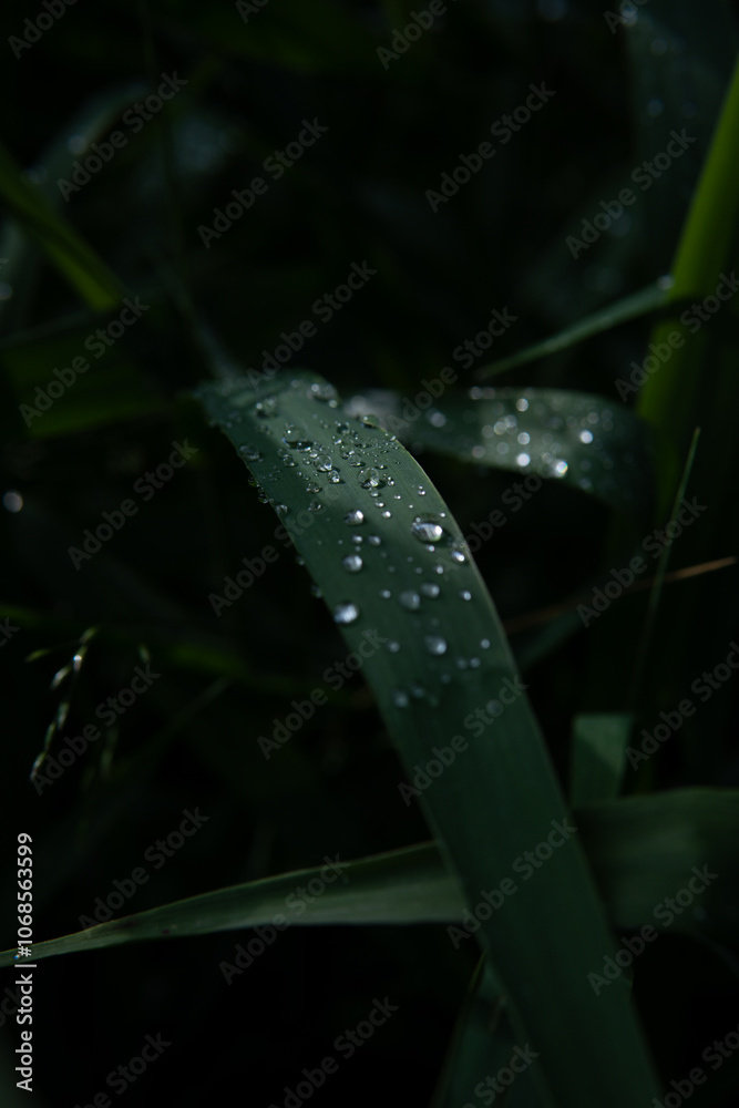 Green mystical dark forest in the mountains Green mystical dark forest in the mountains