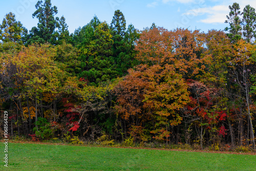 清川陣屋の紅葉した木々