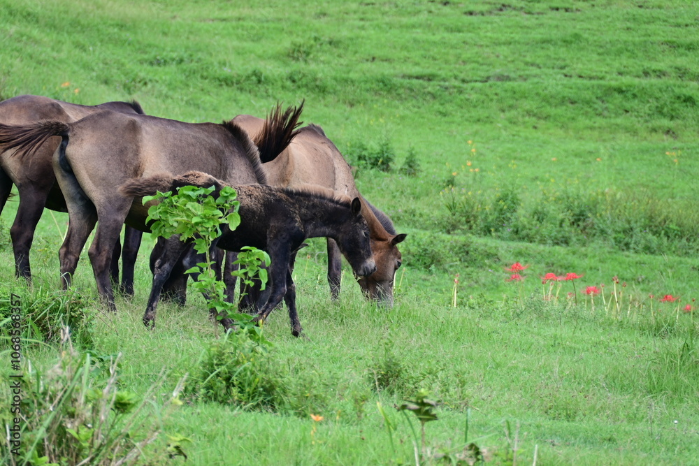 Fototapeta premium 宮崎県 都井岬の野生の馬 御崎馬