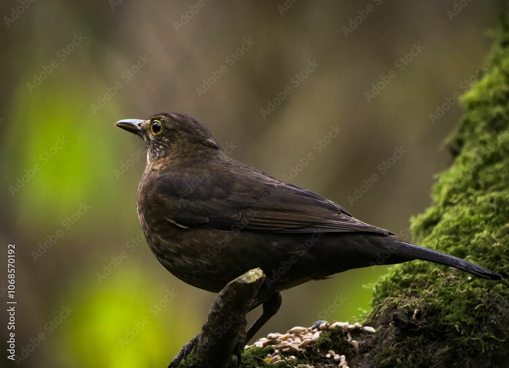 Blackbird perched on a mossy branch in the forest.
