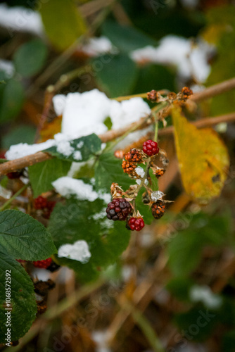 Wild raspberries in the snow in forest, Dortmund, North Rhine-Westphalia, Germany