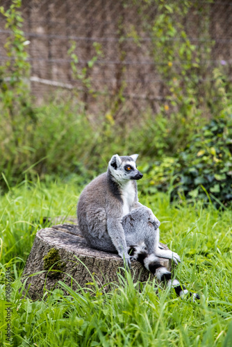 A playful lemur strides confidently across a vibrant green lawn, its striking striped tail held high at Bristol Zoo Project