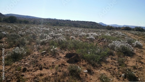 Karoo Landscape