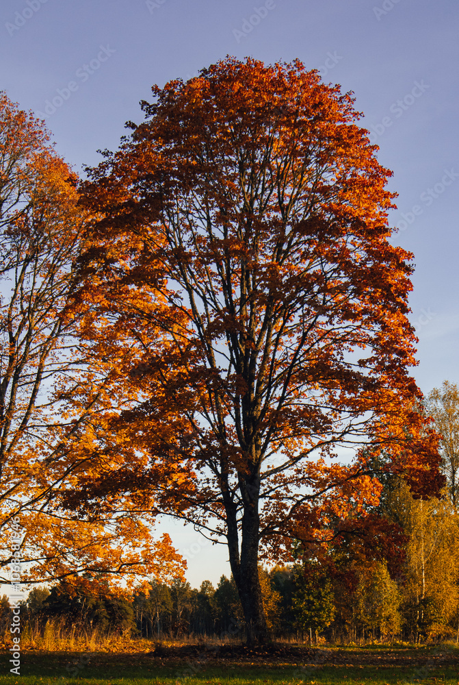 A charming tree whose leaves turn pink in autumn. A charming tree whose leaves turn pink in autumn.