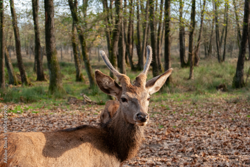 Fototapeta premium A beautiful young red deer standing gracefully in a lush forest, surrounded by natural greenery.
