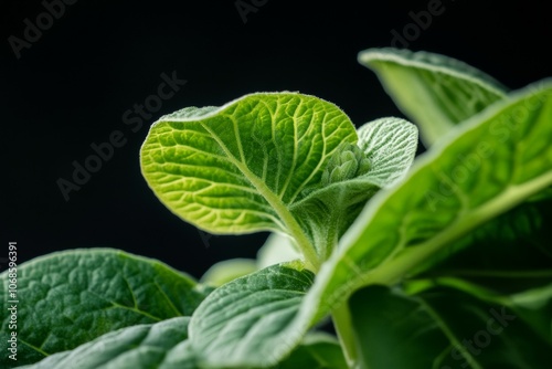 Close-up of wasabi plant leaves and fresh greenery photo