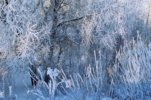 Фотография Snowy winter landscape - frosty winter trees in cold sunny weather