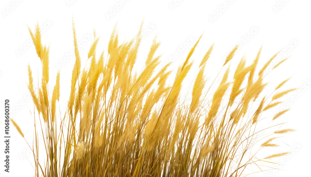PNG Yellow savanna grass outdoors nature plant.