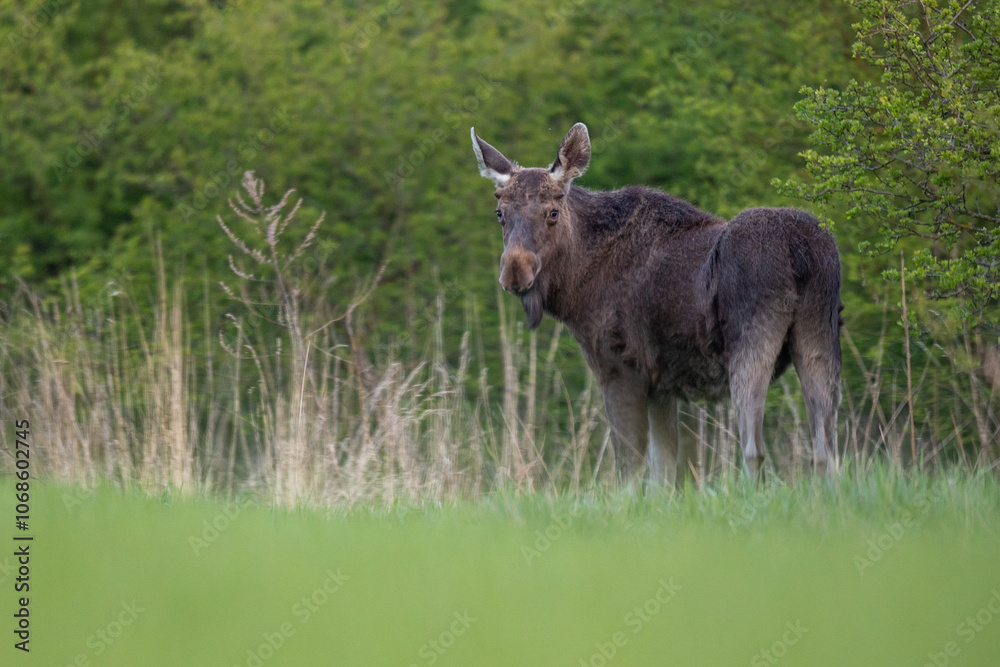 Mammals female moose (Alces alces) Moose in lush green Mammals female moose (Alces alces) Moose in lush green