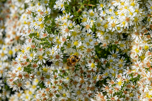 Bee collecting pollen on heath aster symphyotrichum ericoides blossoms