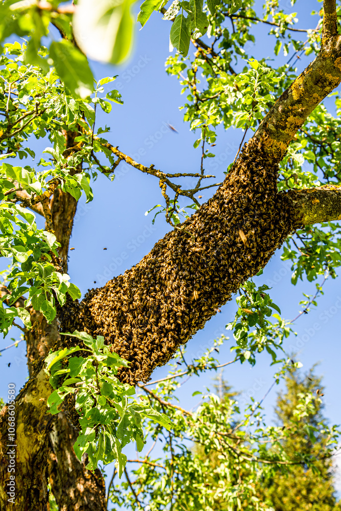 Fototapeta premium Bee hive with honeybee swarm hanging on a tree branch. Swarming bees