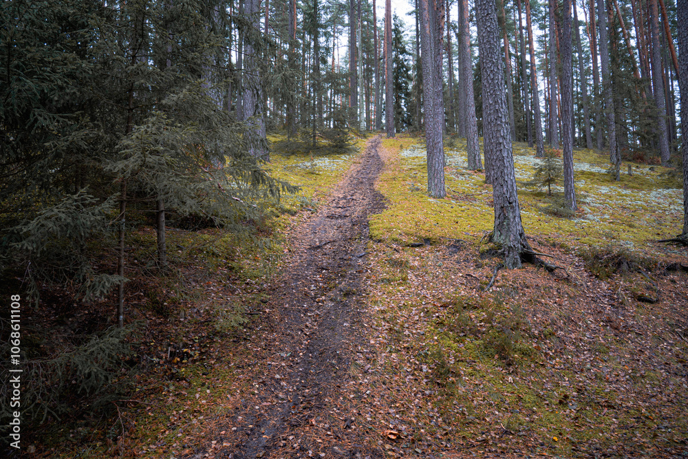 Fototapeta premium Walking along the magic fairytale mossy forest path.. a forest path with autumn colors..