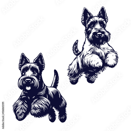 Scottish Terrier dog Jumping pose, on transparent background. Clean mascot vector silhouette, illustration of Scottish Terrior dog 