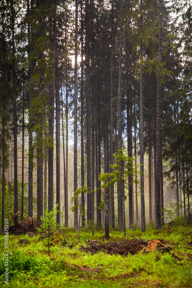Obraz premium Misty foggy green forest, natural woods landscape