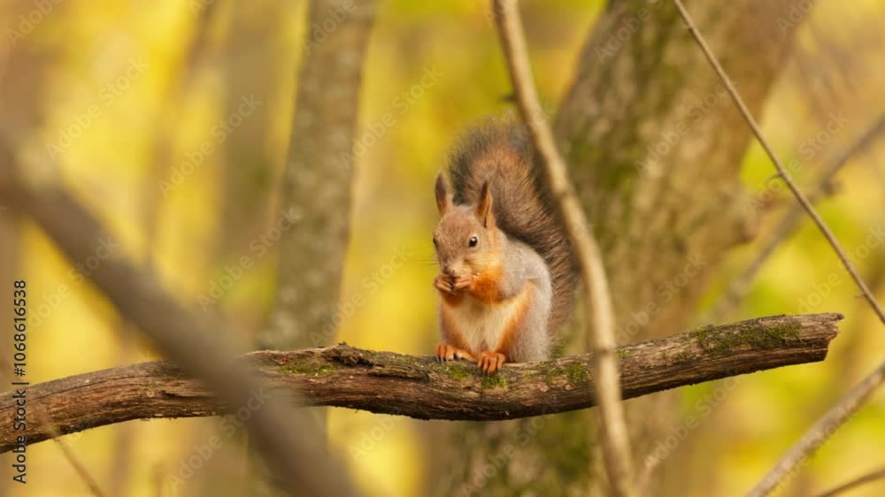 A curious squirrel munches acorns on a sunny afternoon in the vibrant autumn forest A curious squirrel munches acorns on a sunny afternoon in the vibrant autumn forest