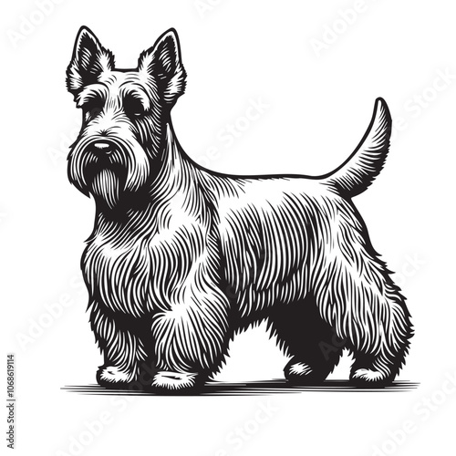 Scottish Terrier dog standing looking front pose ,clean vector illustration on white background, Black silhouettes outlines sketch of Scottish Terrior Dog, Puppy, Tomy