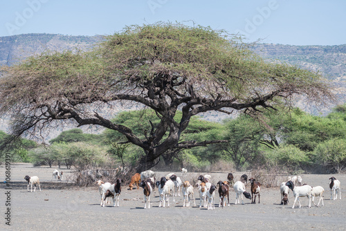 Ol Doinyo Lengai volcano, Lake Natron National Park, Tanzania photo