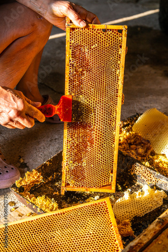 Canvas-taulu Honey extraction process with a honeycomb frame in a rustic setting