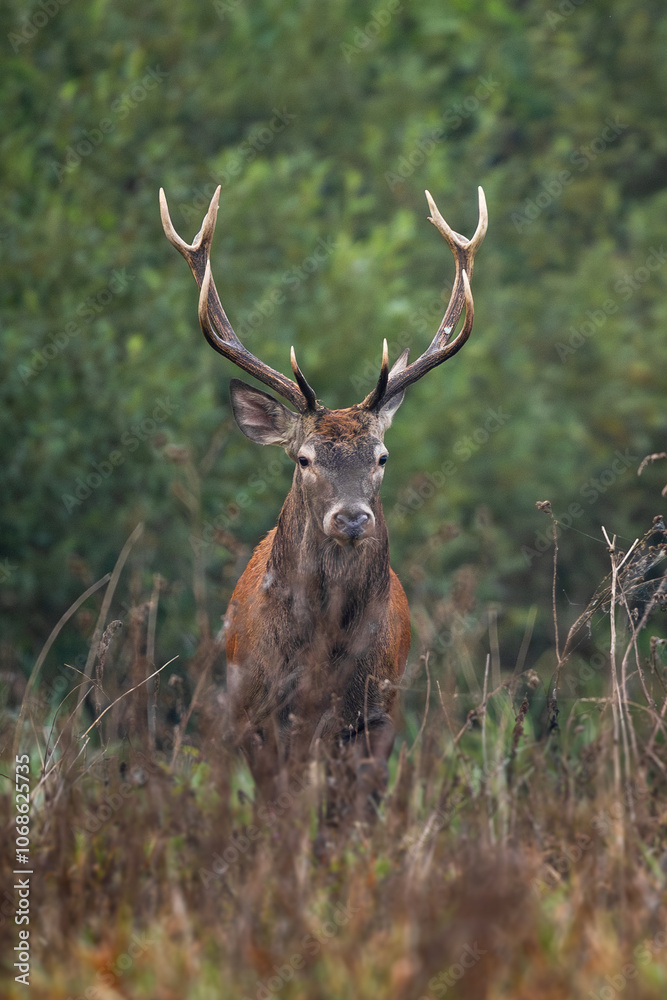 Deer male buck ( Cervus elaphus ) during rut Deer male buck ( Cervus elaphus ) during rut