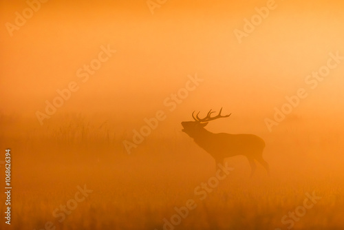 Deer male buck ( Cervus elaphus ) during rut