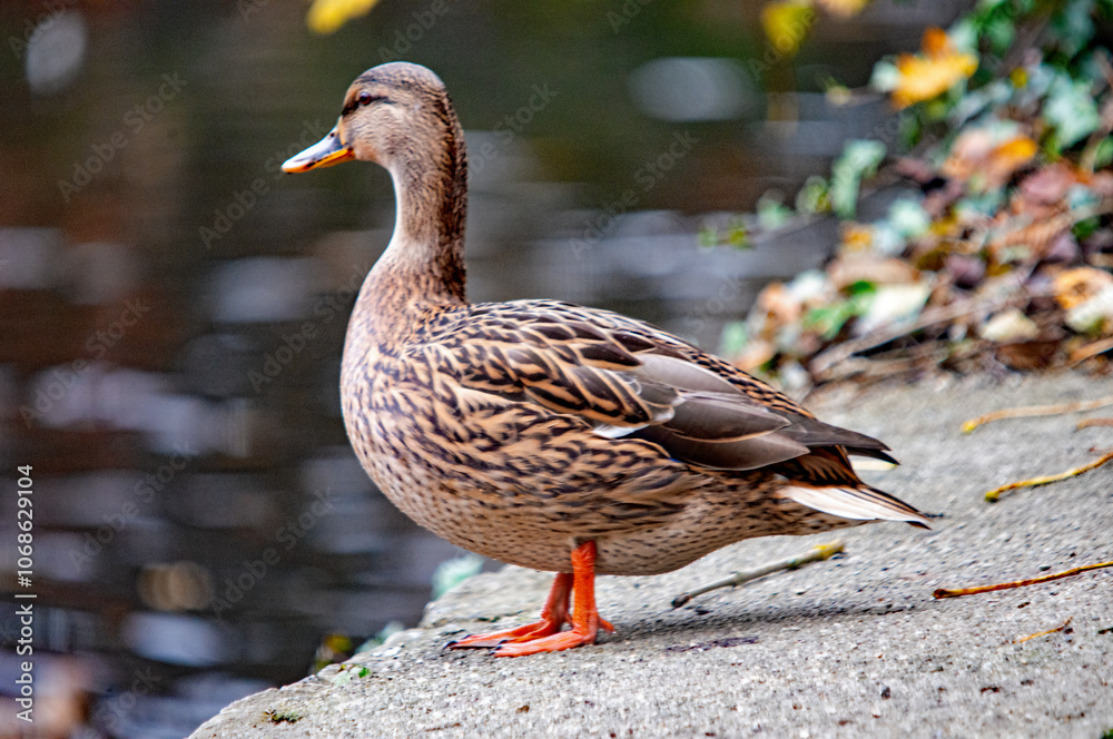 Eine Ente steht auf dem Weg und Blickt in Richtung Wasser Eine Ente steht auf dem Weg und Blickt in Richtung Wasser
